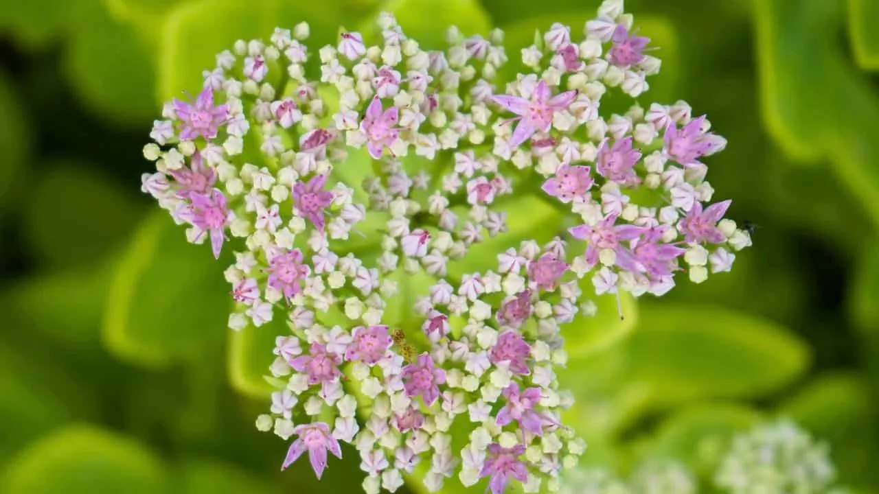 13 Perennials You Should Divide Soon (If You Want Triple the Blooms Next Year) 11