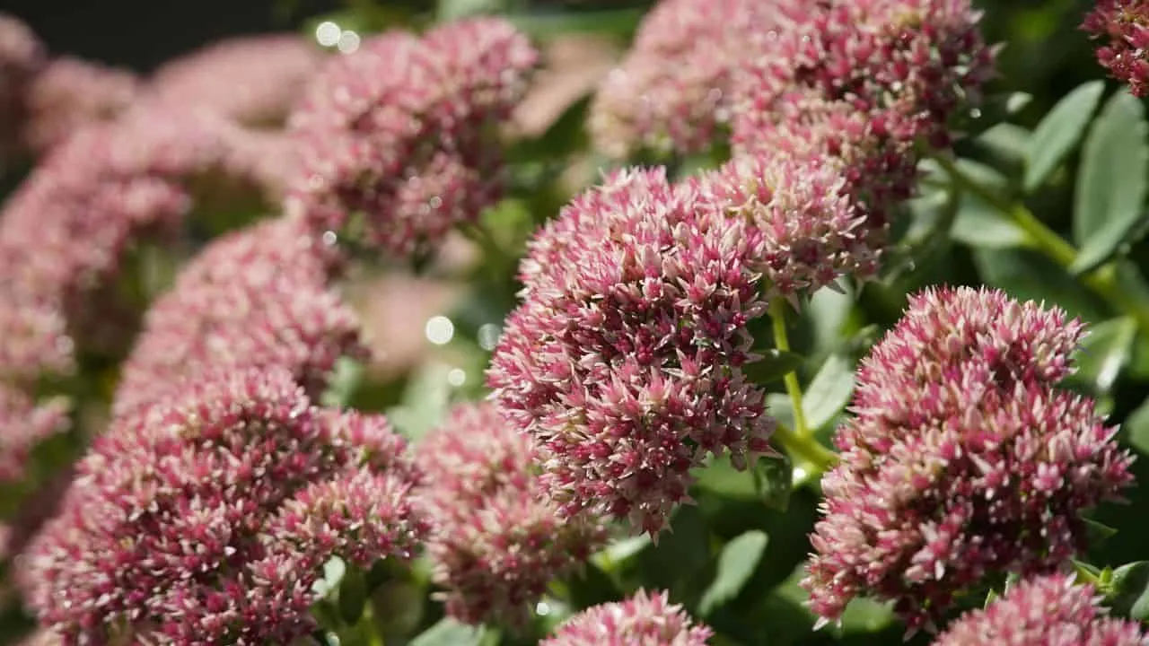 What to Plant If You Hate Watering 1