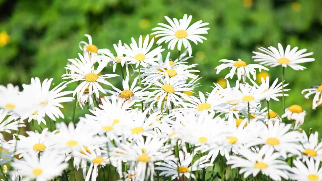 13 Perennials You Should Divide Soon (If You Want Triple the Blooms Next Year) 6