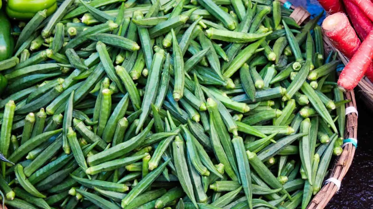 15 Best Things to Plant in August 11