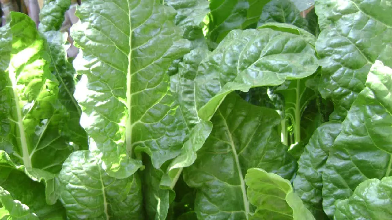 15 Best Things to Plant in August 2