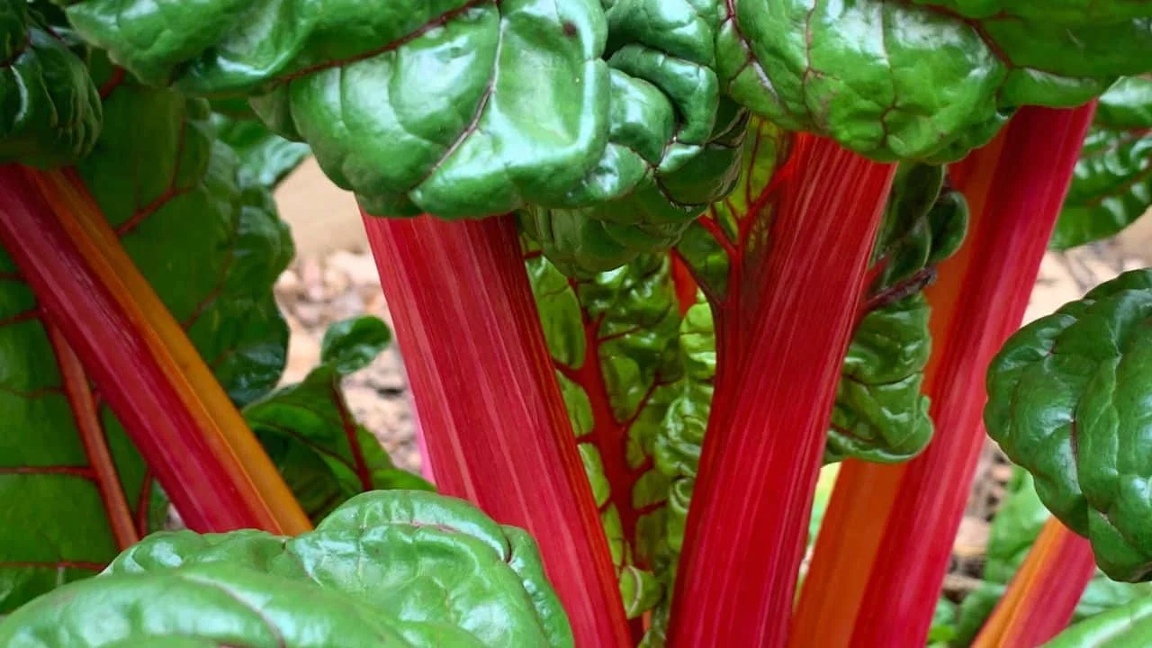 15 Best Things to Plant in August 15
