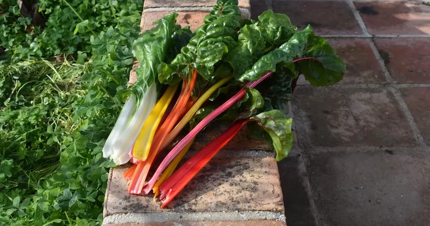 11 Plants That Should Be Thriving Right Now 5