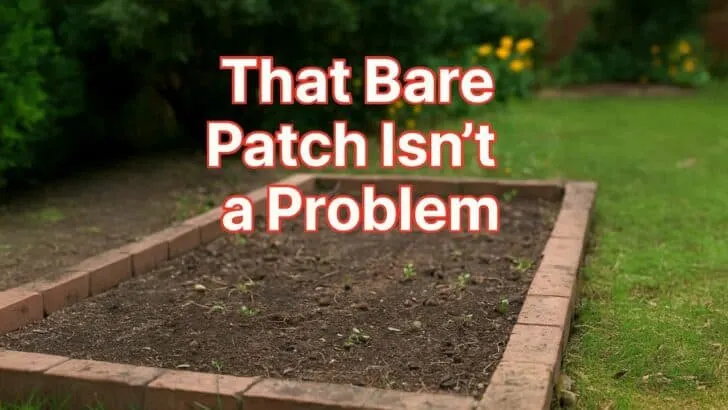 The Smart Way to Replant a Bare Patch in August