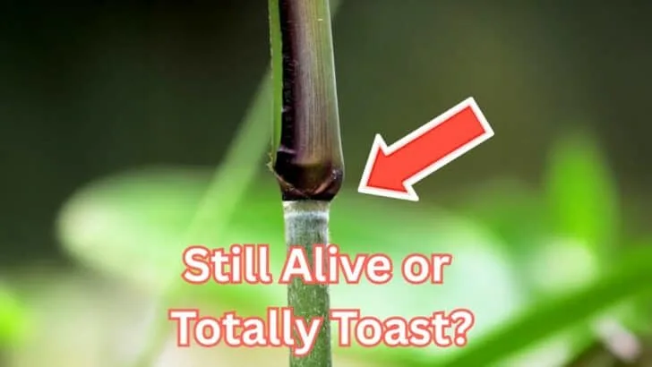 How to Tell If a Plant Is Actually Worth Saving