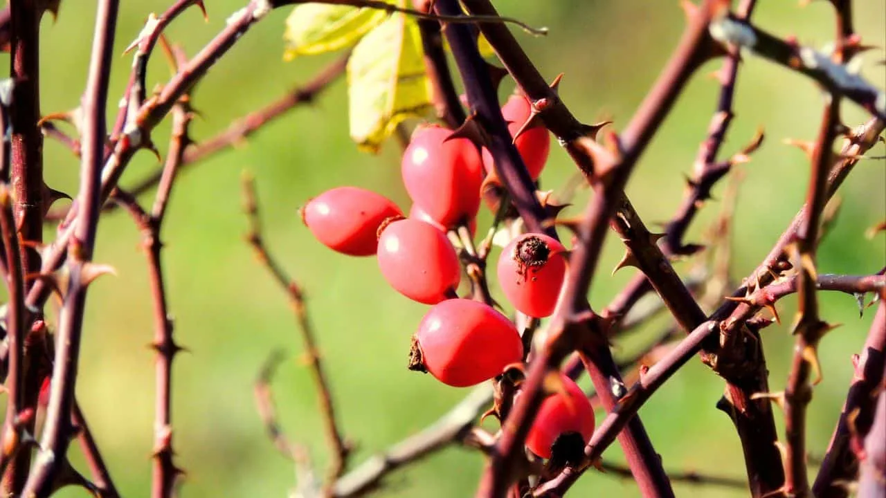11 Gardening Tasks You Shouldn&rsquo;t Be Doing After 65 6
