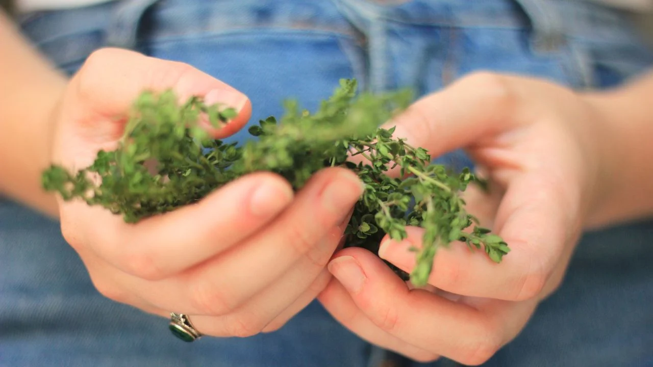 How to Harvest and Store Herbs for Winter Starting in August 1