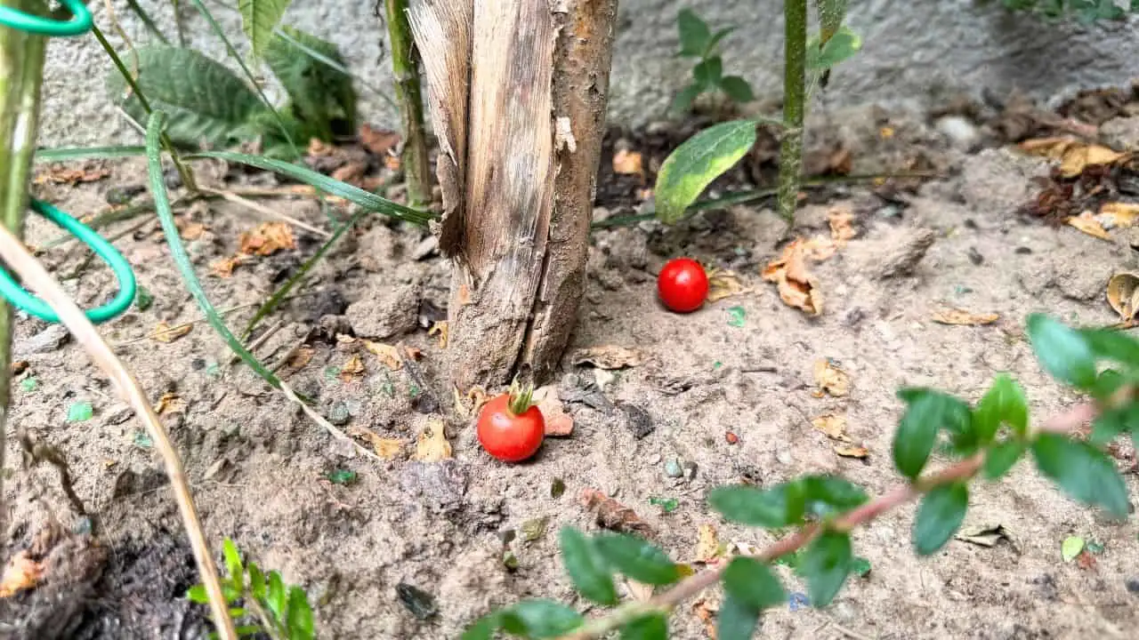 17 Garden Favorites That Love Your Kitchen Scraps 2