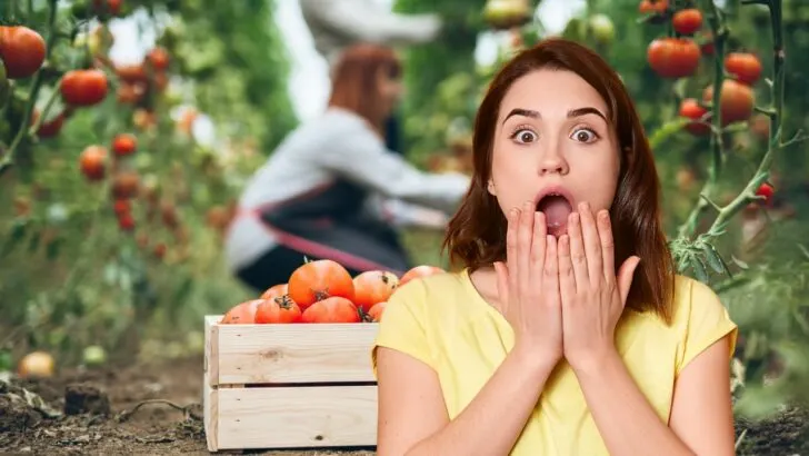 How to Force Tomatoes to Produce More Fruit