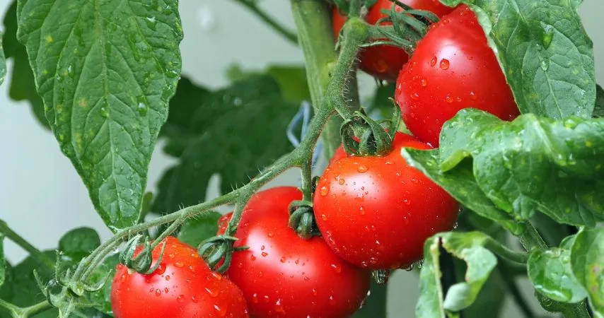 11 Plants That Should Be Thriving Right Now 1