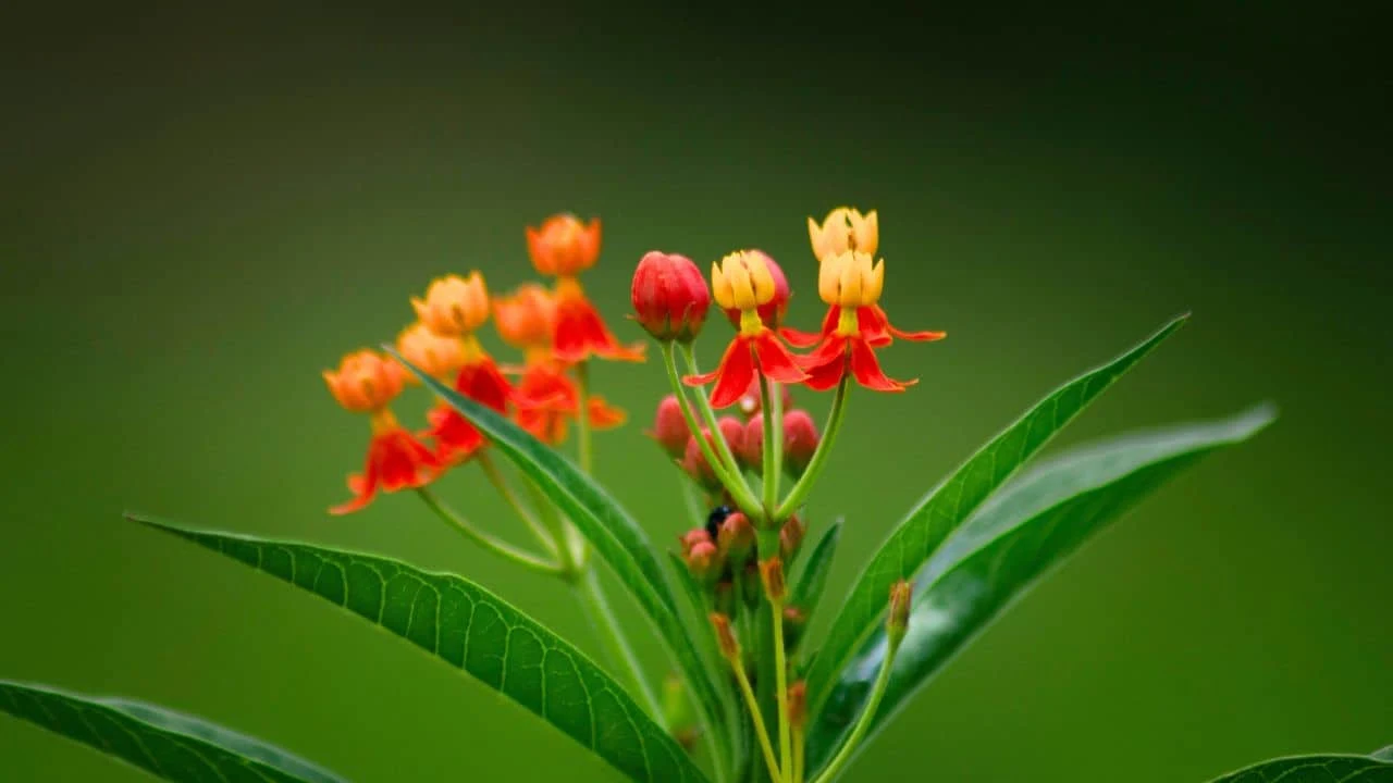 These 9 Plants Look Too Exotic to Survive Your Garden (But They Will) 6