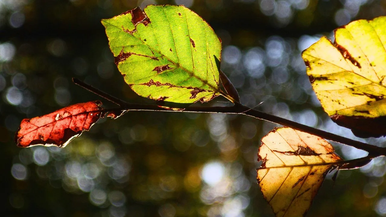 12 Times the Best Gardening Move Is Doing Nothing 4
