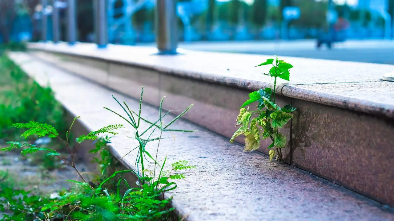 12 Times the Best Gardening Move Is Doing Nothing 1