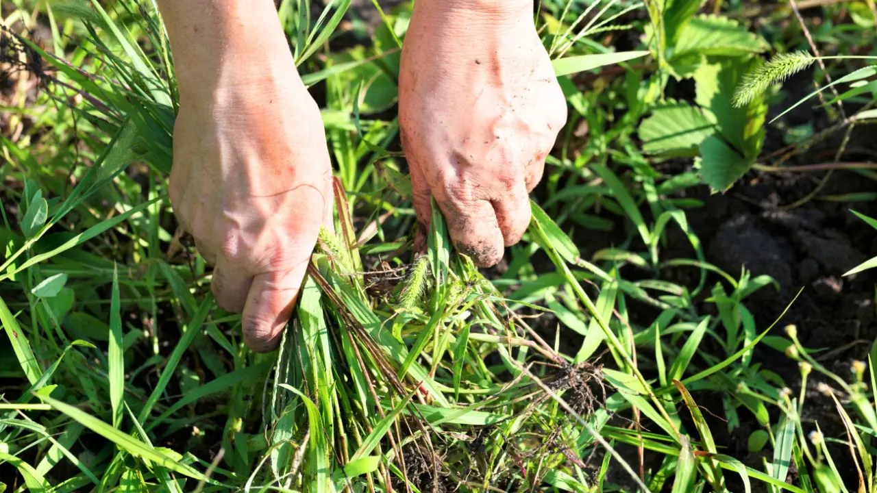 How to Turn August Garden Waste Into Compost Gold 1