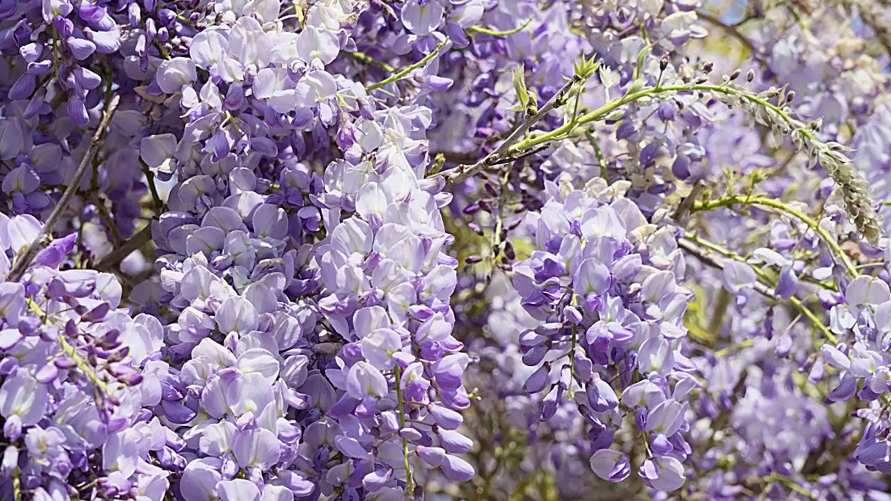 Your Favorite Plant Might Get Banned Soon 6
