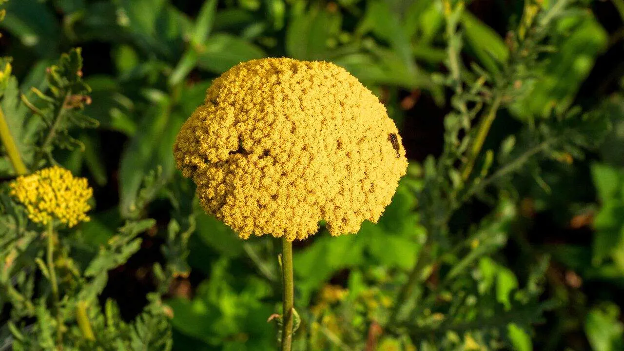 13 Perennials You Should Divide Soon (If You Want Triple the Blooms Next Year) 7