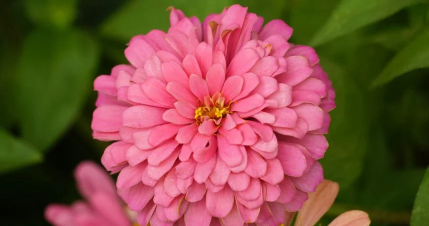 11 Plants That Should Be Thriving Right Now 10