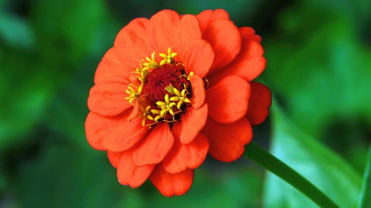 15 Best Things to Plant in August 9