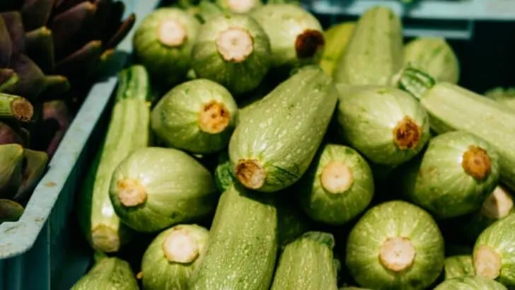 Harvest Like a Pro: Zucchini Edition