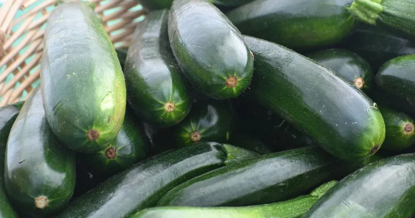 11 Plants That Should Be Thriving Right Now 2