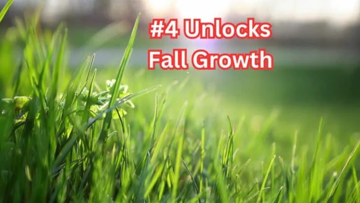 10 Lawn Fixes You Must Do Now