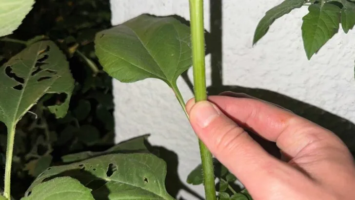 The 5-Second Trick to Spot a Sick Plant in August