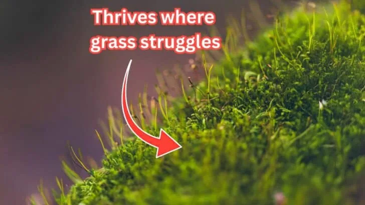 Six Lawn Alternatives That Look Better and Cost Less