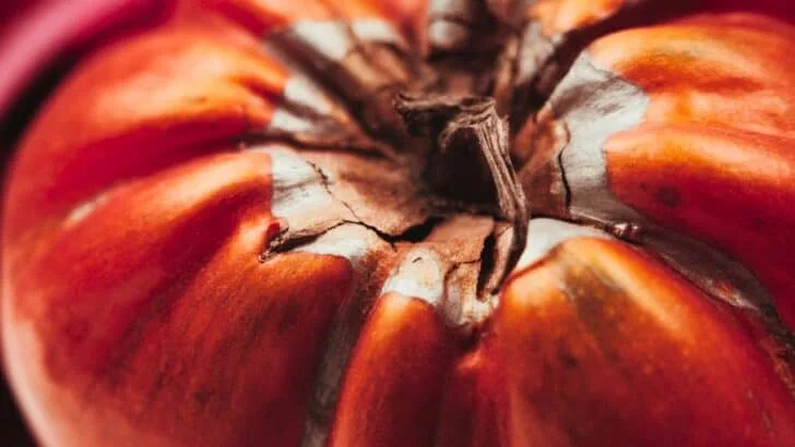 The 4 Must-Do Garden Tasks for August