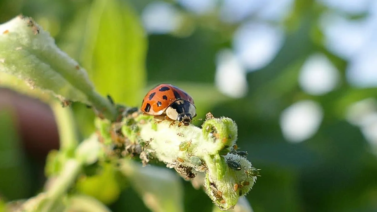 August Aphids Are Taking Over &mdash; Here&rsquo;s How to Stop Them 4