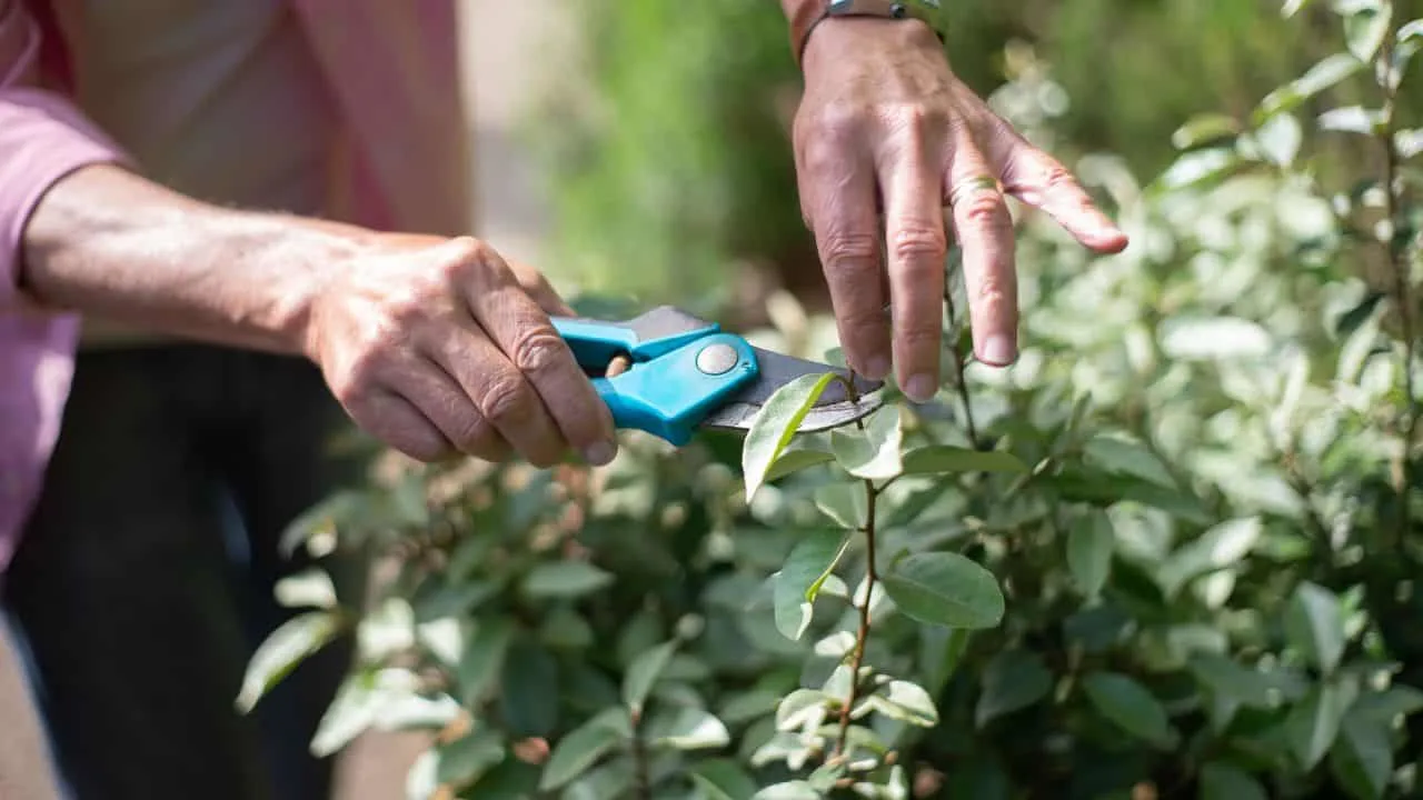 7 Tools That Save Your Garden in Fall 3