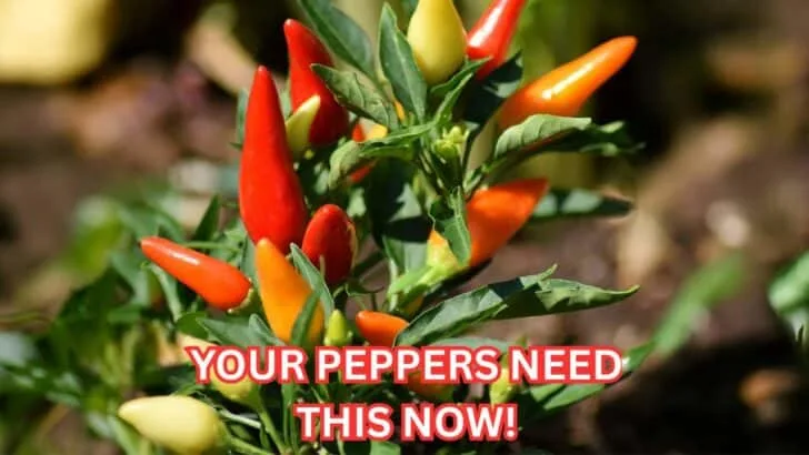 Add This to Your Peppers Today for a Final Harvest Push