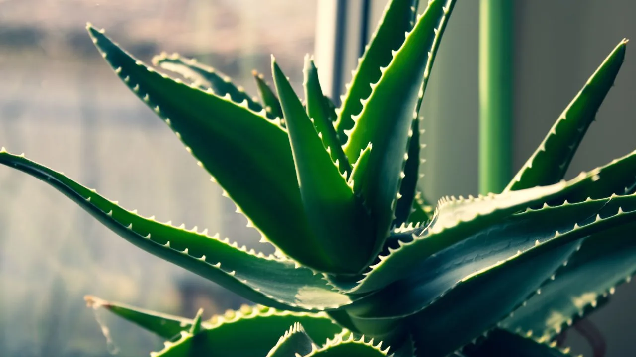 10 Plants You Can Shockingly Grow in Your Garage 4