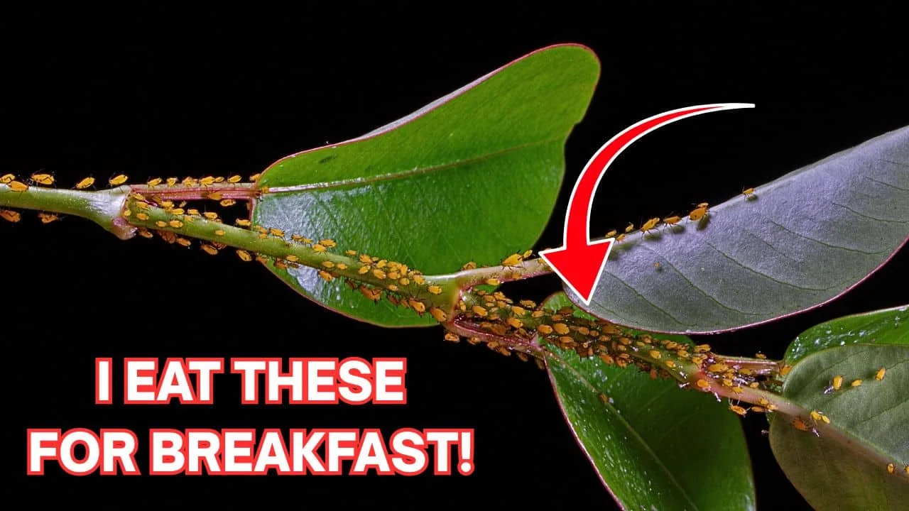 I Am the Aphid Lion and I Eat Your Pests 2