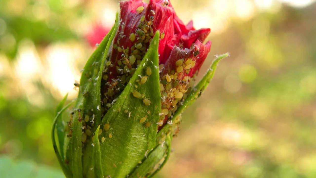 9 Fall Garden Pests Ranked From Nuisance to Nightmare 1