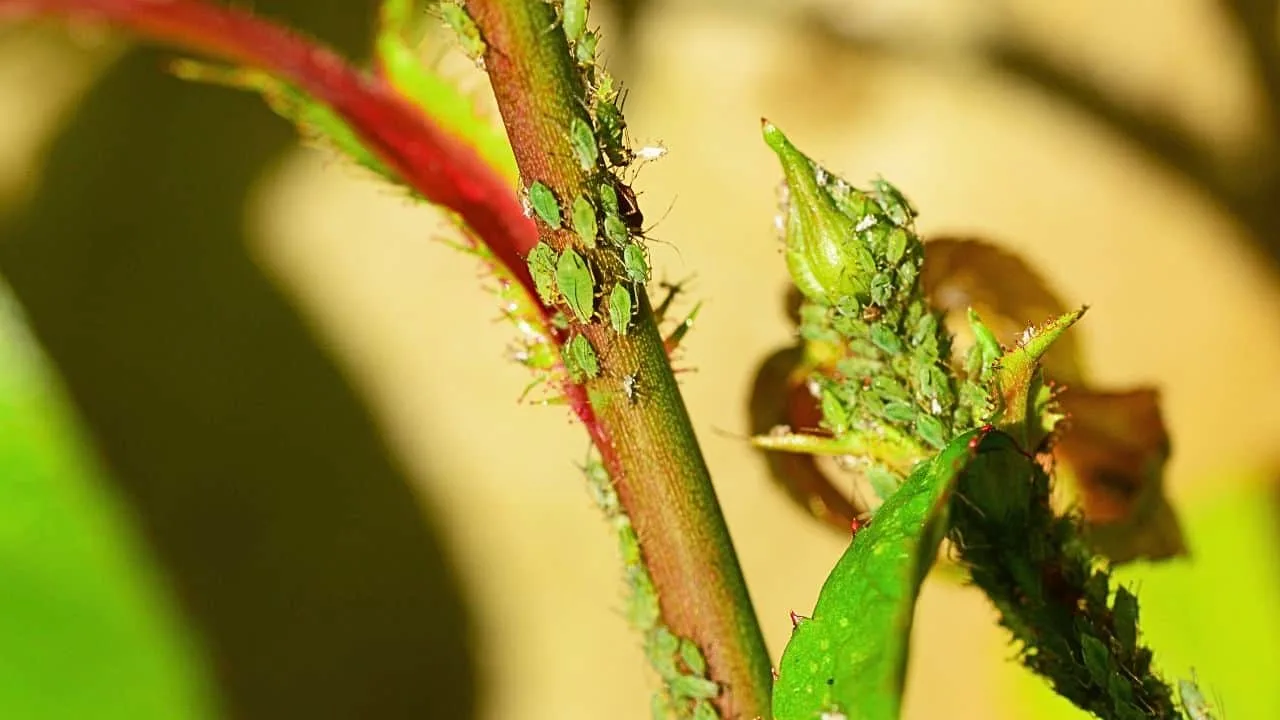 August Aphids Are Taking Over &mdash; Here&rsquo;s How to Stop Them 5
