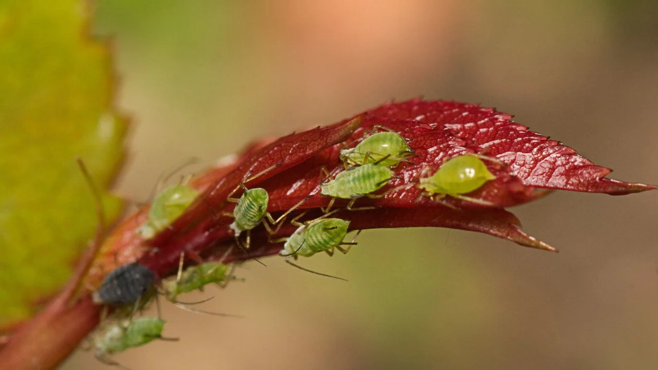 August Aphids Are Taking Over &mdash; Here&rsquo;s How to Stop Them 1