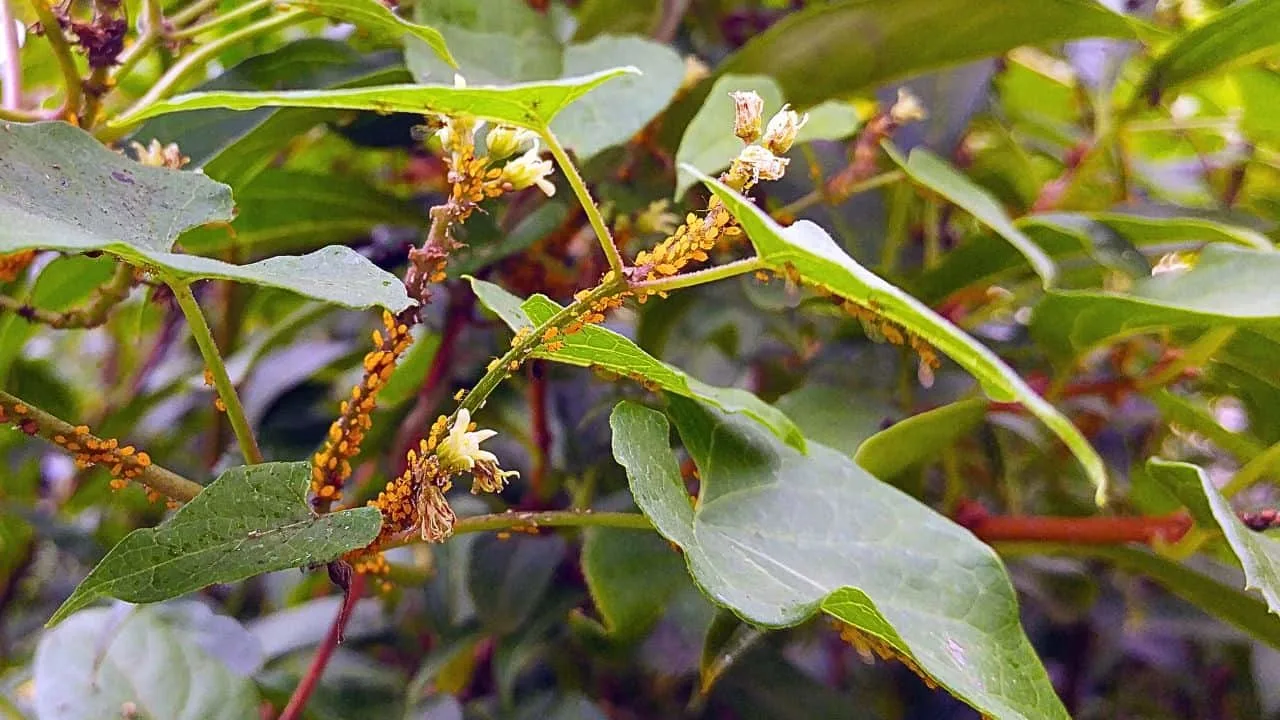 August Aphids Are Taking Over &mdash; Here&rsquo;s How to Stop Them 3