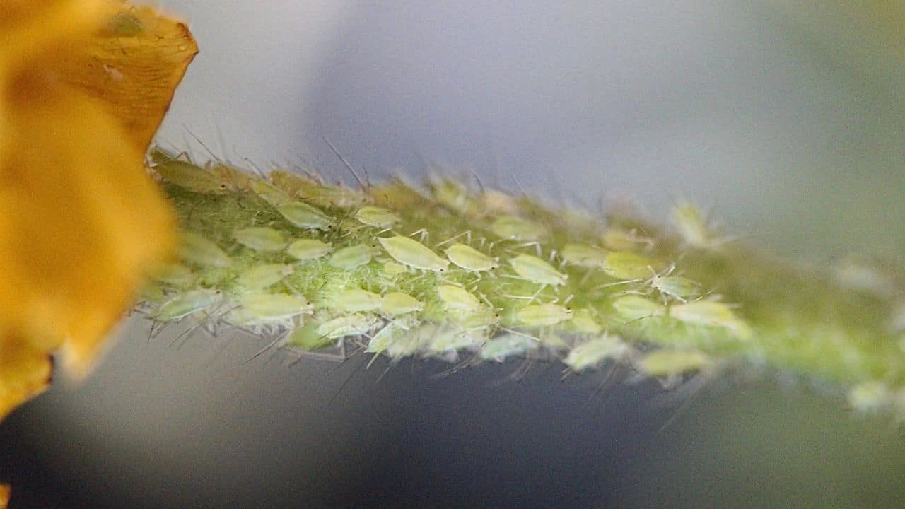 August Aphids Are Taking Over &mdash; Here&rsquo;s How to Stop Them 2