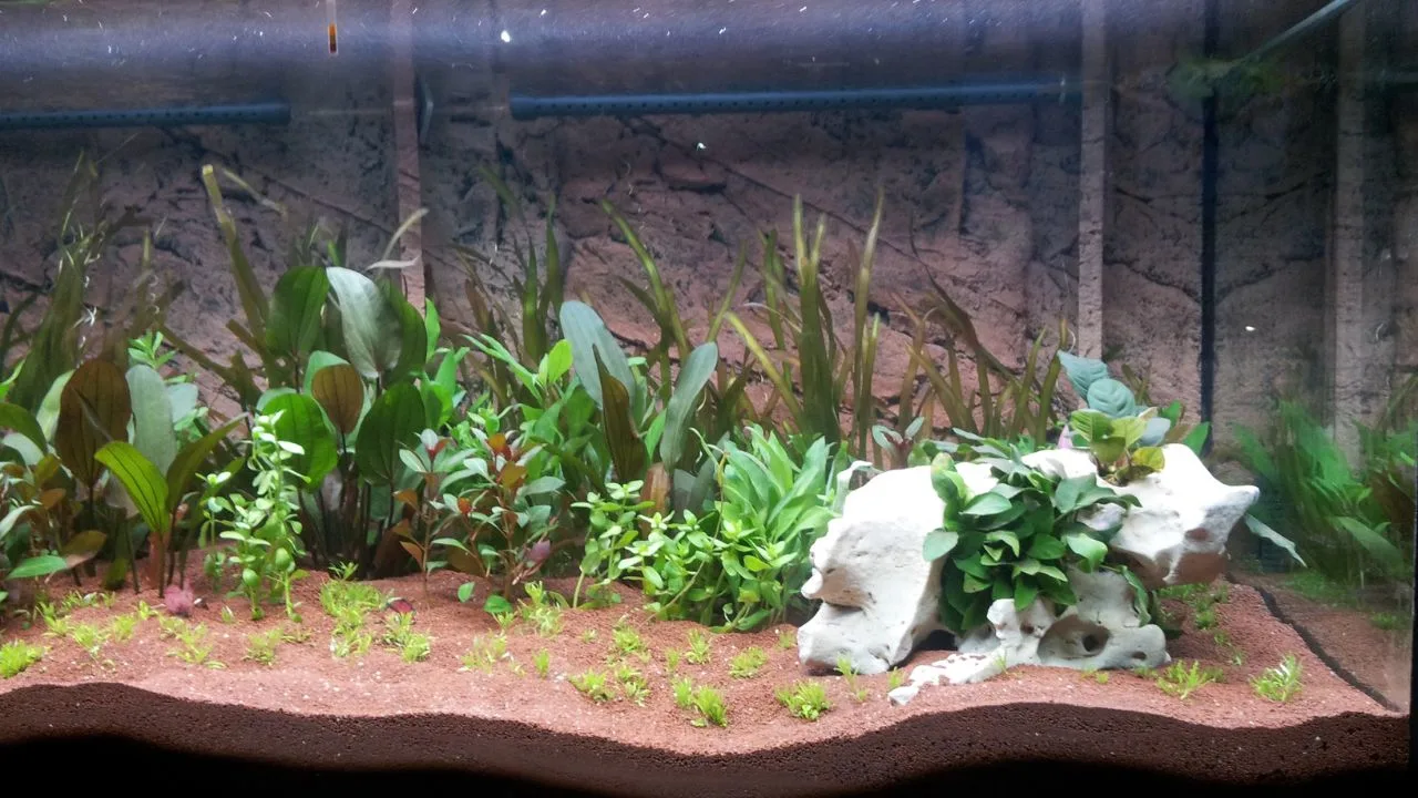 9 Waters Plants Love Most and 2 They Secretly Hate 2