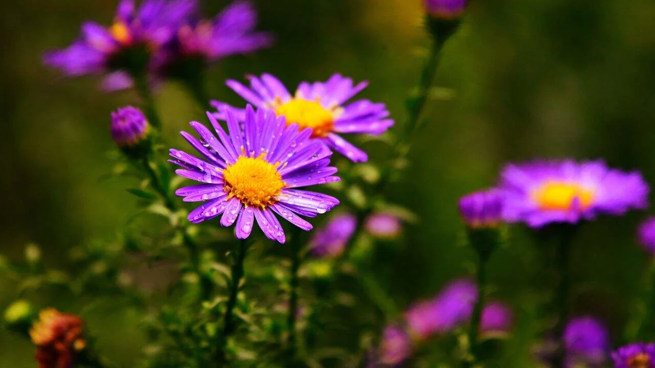 15 Spectacular Fall Plants (and Which Ones You Can Still Plant Now) 11