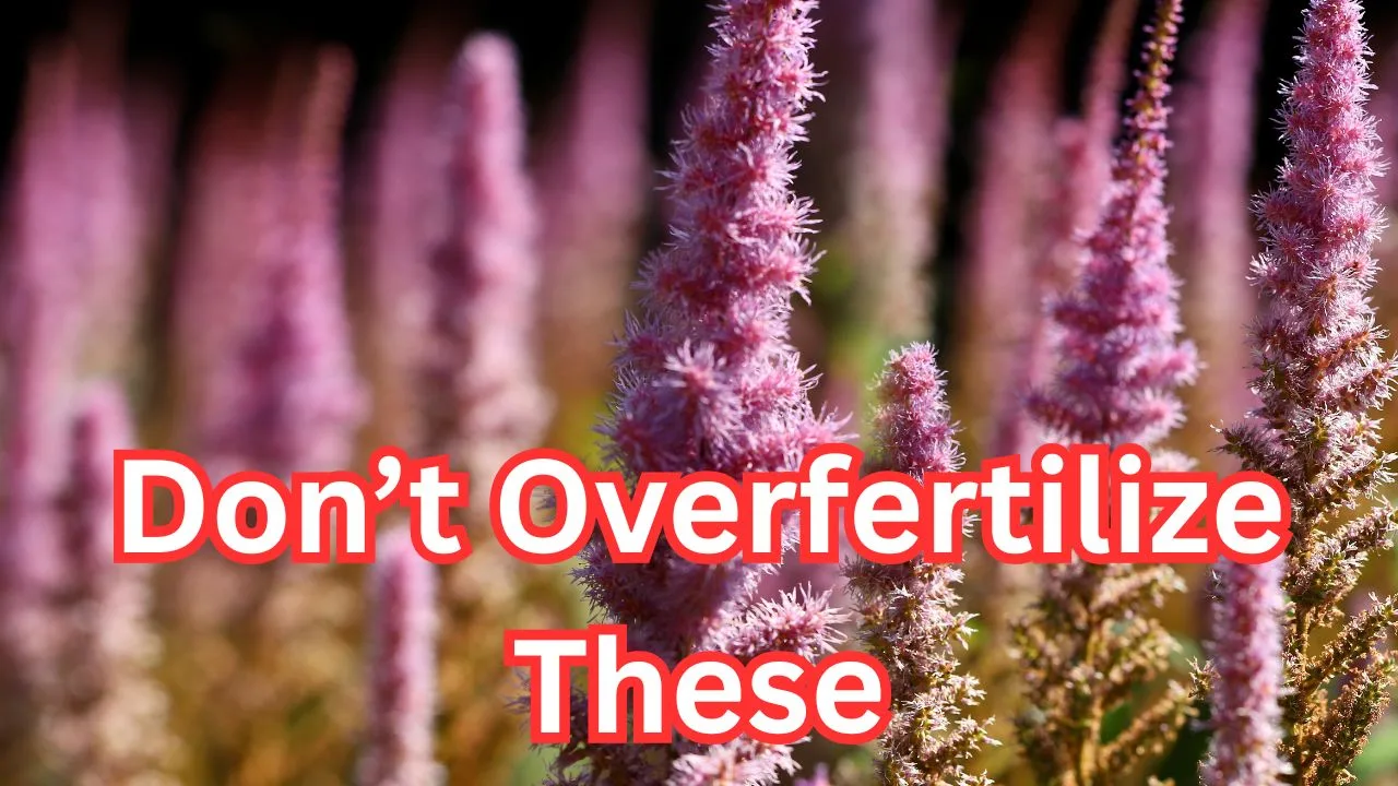 7 Garden Jobs You Should Never Do in September 1