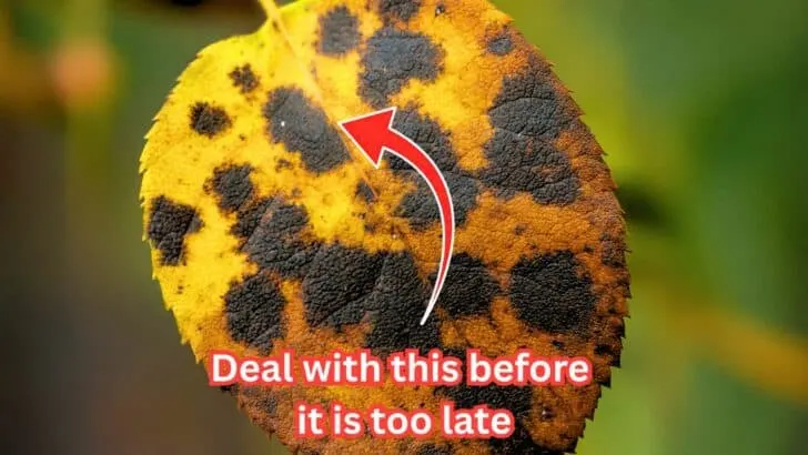 7 Mistakes People Make With Roses in August