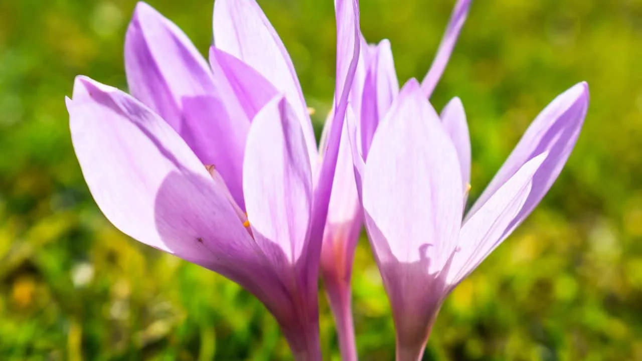 10 Dangerous Plants You Should Never Grow Near Kids or Pets 5
