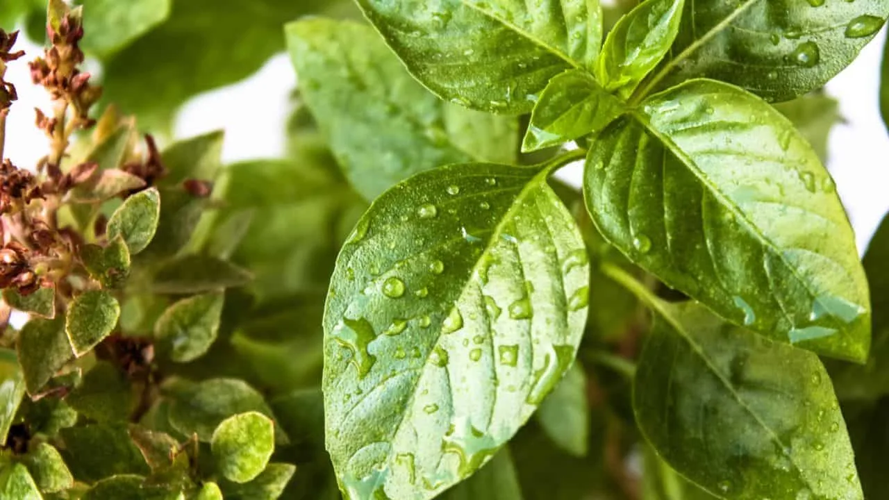 11 Best Plants to Take Cuttings From in September 3