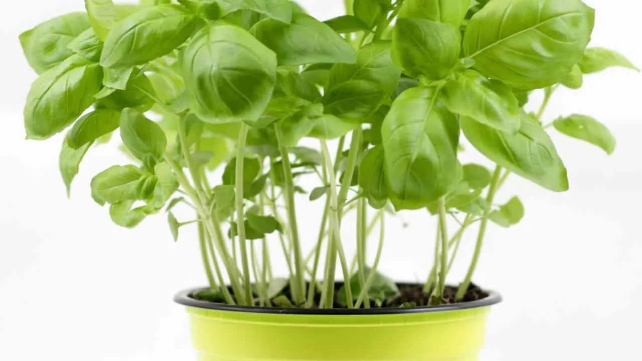 8 Things Gardeners Waste Time On in September 5