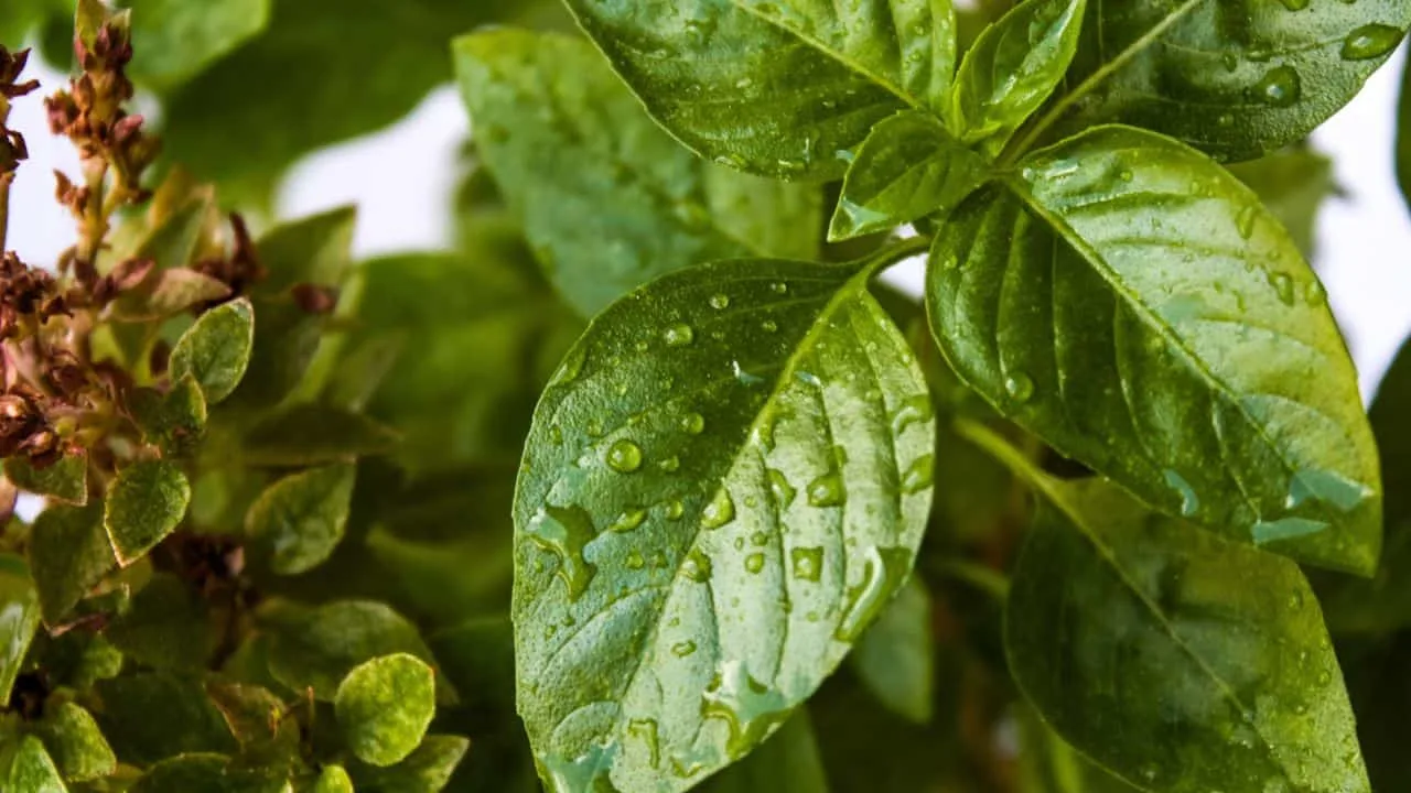 12 Plants You Should Cut Back in August (And 6 You Should Leave Alone for Now) 9