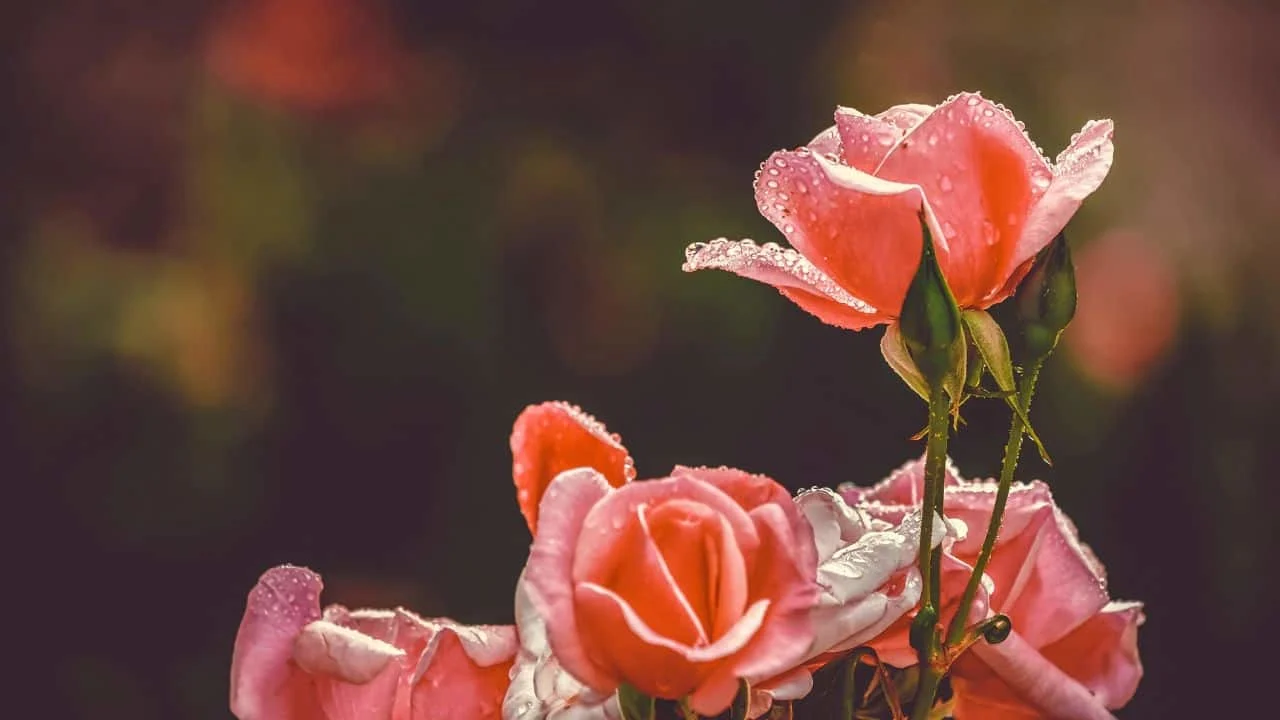 7 Mistakes People Make With Roses in August 8