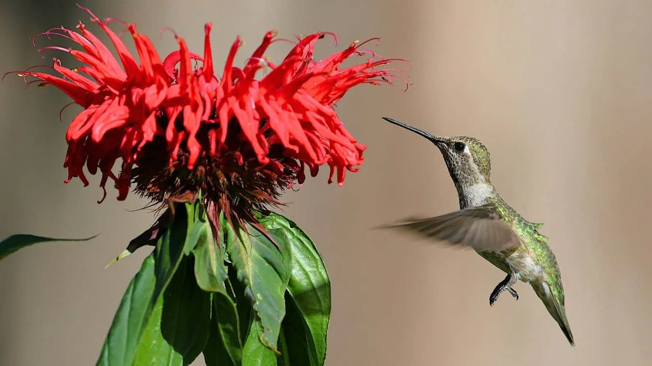 12 Plants You Should Cut Back in August (And 6 You Should Leave Alone for Now) 2