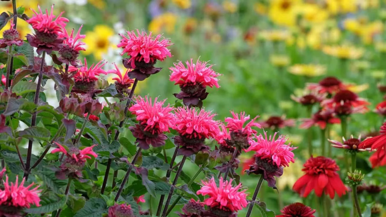 11 Garden Plants That Make Surprisingly Good Tea 3