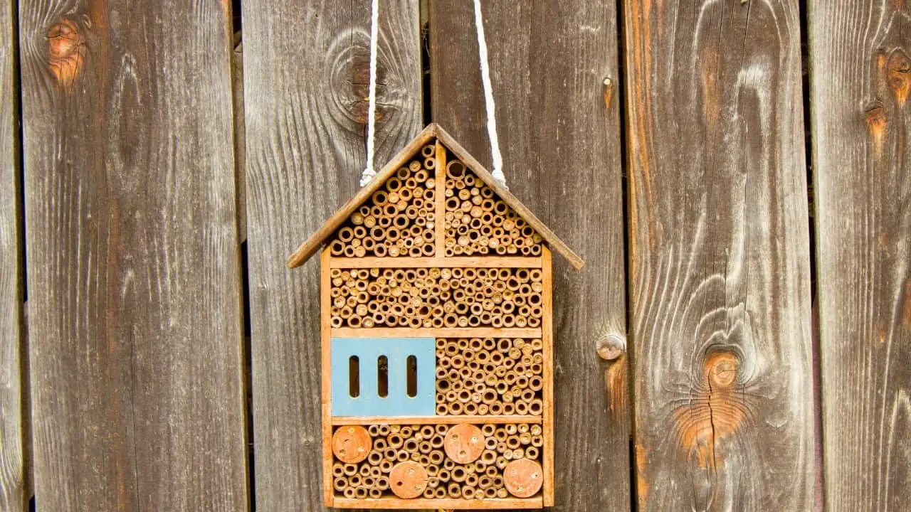 9 Late-Summer Garden Bargains You Should Grab Now 9
